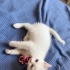 Pamuk