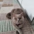 Lady