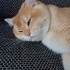 Zuzu
