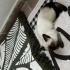 Hera