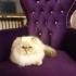Kedi