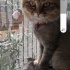 Fiona
