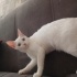 Pamuk