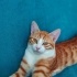 Necati