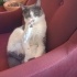Duman