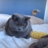 Meri
