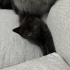 Zeytin