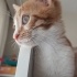 Ginger