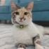 Pamuk