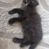 Kokoş