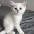 Minik
