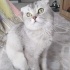 Yulaf