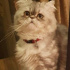 Pamuk