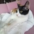 Gülüzar