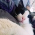 Silvester