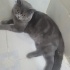 YODA