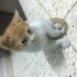 Boni