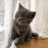 Duman