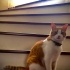 Petek