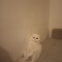 Pamuk