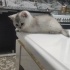 Bulut