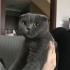 Boni