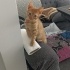 Tim