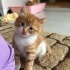 minik sarman