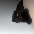 Zeytin