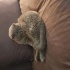 Teddy
