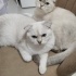 Mia& yeti