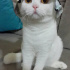 Pamuk