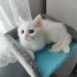 Kardeş yavrularıma k...