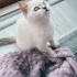 Duman