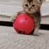 Kedi