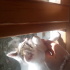 Kedi