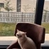 Minnoş