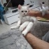 Bulut