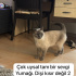 Eylül