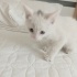 Pamuk