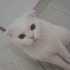 Bulut