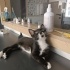 Kaju
