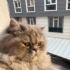 Şila