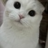 Pufi