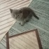 Duman