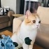 oscar