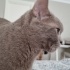 Leyla