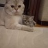 Mantı