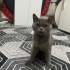 Duman