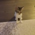 Lila